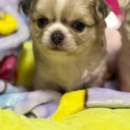 Pebbles - Merle female Chihuahua puppy in Brooksville, Florida from Daystars Chihuahuas