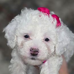 Lucy - White female Bernedoodle puppy in Vernon, Texas from Sugarland's Texas Goldendoodles