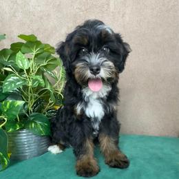 Chilly - Tri-color female Bernedoodle puppy in Seymour, Missouri from D and D’s Dandy Doodles