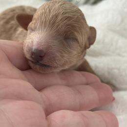 Ralphie reserved for the Redding family. - Red  male Poodle puppy in Fredericktown, Missouri from Doodle Pups Fur-Ever