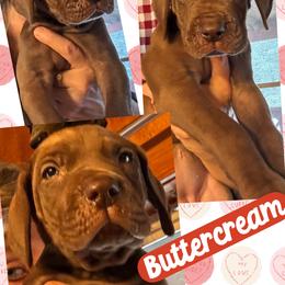 BUTTERCREAM - Chocolate female Great Dane puppy in Wellsville, New York from Prophecy Danes