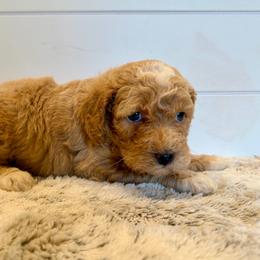 Pink collar - Apricot female Goldendoodle puppy in San Augustine, Texas from Vintage Doodles