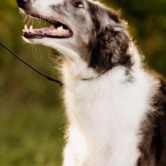 Borzois from Summerlane Borzoi