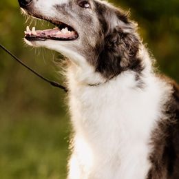 Borzois from Summerlane Borzoi