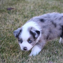 Australian Shepherd and Miniature Australian Shepherd Puppies from Canyon Creek Aussies