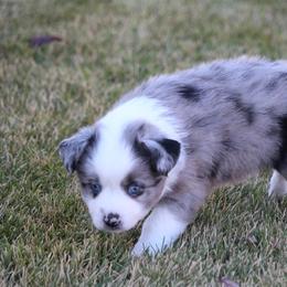 Australian Shepherd and Miniature Australian Shepherd Puppies from Canyon Creek Aussies