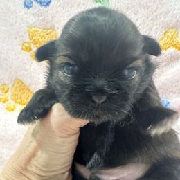 Cody - Black and tan male Shih Tzu puppy in Mineola, Texas from RL Phillips Shihtzus