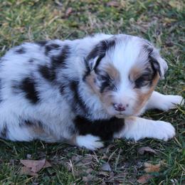 Ryker - Blue merle male Australian Shepherd puppy in Kansas, Oklahoma from Windy G Farm