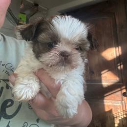 Pez - Liver and white male Shorkie puppy in Idaho from Little Rascal Ranch