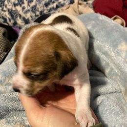 Lady Eloise - White and tan female Russell Terrier puppy in Missouri from Royal Russells Ranch