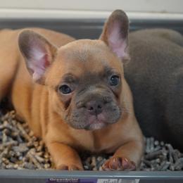Girl 2 - female French Bulldog puppy in Memphis, Tennessee from Love A Bull Frenchies