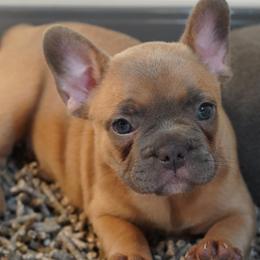 Girl 2 - female French Bulldog puppy in Memphis, Tennessee from Love A Bull Frenchies