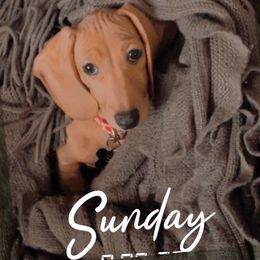 Dachshund Puppies from Mis Dachshunds’