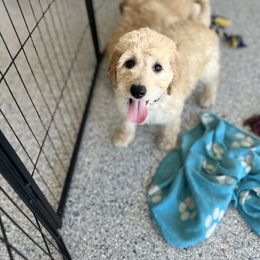 Purple collar - Cream Labradoodle puppy in Visalia, California from Junebug’s Labradoodles