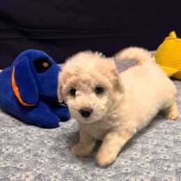Rocko- Blue Collar, Jimmy (choo) - White male Bichon Frise puppy in East Carondelet, (St Louis Metropolitan Area), Illinois from BichonSTL