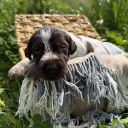 Wirehaired Pointing Griffon Puppies from Idleista Grand Chasseur