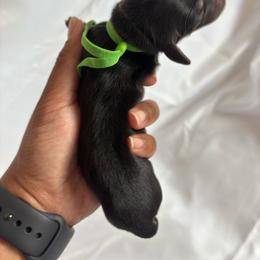Ridge - Black and tan male Dachshund puppy in Orem, Utah from Miekca’s Dachshunds