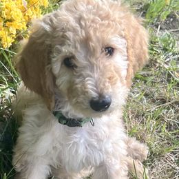 Australian Labradoodles, Goldendoodles, and Poodles from Grammy's Puppy Love doodles and poodles