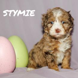 Stymie - Chocolate merle male Bernedoodle puppy in Gilbert, Arizona from Safe Havynn Doodles