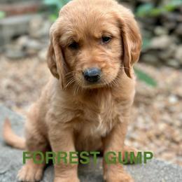 Forrest Gump - Dark golden male Golden Retriever puppy in Jonesboro, Arkansas from N. E. Arkansas Goldens and Doodles/ Southern Brewed Goldens