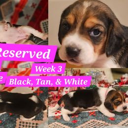 Polly-Pink-Female - Black tan and white female Beagle puppy in Bemidji, Minnesota from Nse Farms Beagles