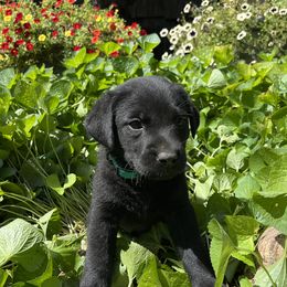 Baucham - Black male Labrador Retriever puppy in Alger, Ohio from Osborne Family Retrievers