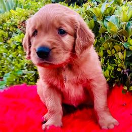 Simba - Dark golden male Golden Retriever puppy in Santa Ana, California from American Golden Retrievers