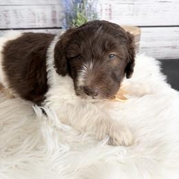 Yuki - Brown and white male Sheepadoodle puppy in Nixa, Missouri from Davis Family Doodles