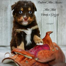 Cooper - Red tri-color male Australian Shepherd puppy in Ranger, Texas from Outback Mini Aussies