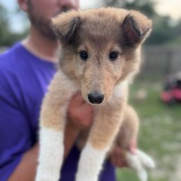 Ms. Pink - Sable female Collie puppy in Tallahassee, Florida from Lampost Kennels