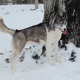 Windy - Siberian Husky