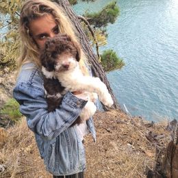 Bernedoodle, Cavapoo, and Goldendoodle Puppies from Doodle Amore