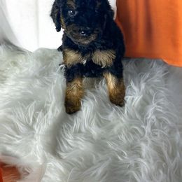 Gouda - Poodle puppy from Poodles Are Mixy