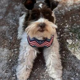 Camo - Miniature Schnauzer