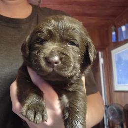 Chocolate Male 2 - Chocolate male Labrador Retriever puppy in Andrews, South Carolina from Leyland Cypress Retrievers