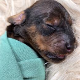 Puppy 4 - Red male Dachshund puppy in Zebulon, North Carolina from Salt of the Earth Dachshunds