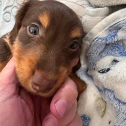 Tucker - Chocolate and cream male Dachshund puppy in Anna, Texas from Bigony Family Dachshund’s