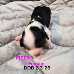 AKC PIPER - Tri-color female Cavalier King Charles Spaniel puppy in Joplin, Missouri, Missouri from HOL-A-DA CAVALIERS