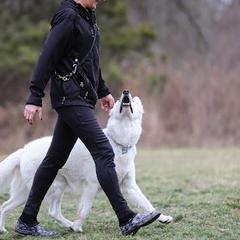 Berger Blanc Suisses from Thornvalley White Shepherds