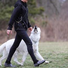 Berger Blanc Suisses from Thornvalley White Shepherds