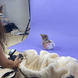 Chihuahua Puppies from Petits Chihuahuas