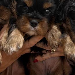 Honey - Black and tan female Cavalier King Charles Spaniel puppy in Greensboro, North Carolina from Hyde Park Cavaliers