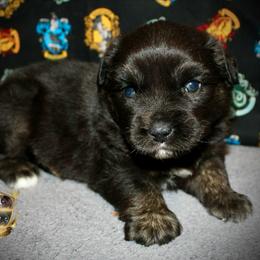 Uno - Black tri-color male Australian Shepherd puppy in El Dorado Springs, Missouri from HP Aussie Kennels
