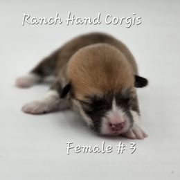 Cranberry - Red female Pembroke Welsh Corgi puppy in Powhatan, Virginia from Ranch Hand Corgis