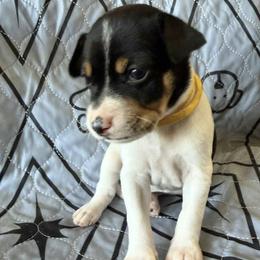 Clay - Black white and tan male Rat Terrier puppy in Molalla, Oregon from The Puppy Patch Rat Terriers