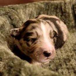 Ridge - Blue merle male Australian Shepherd puppy in Lubbock, Texas from Barn Raised Aussies