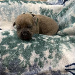 Cane Corso Puppies from Last Frontier Cane Corsos