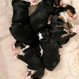 Bernedoodle Puppies from Posey Hill Doodles
