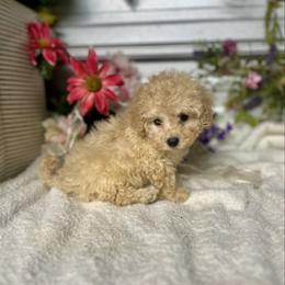 Misty - Cream female Poodle puppy in Elgin, South Carolina from Silver Bells Paw Prints