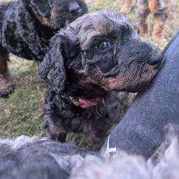Zinka - Blue merle female Aussiedoodle puppy in Yacolt, Washington from Aussiedoodles by Maggie